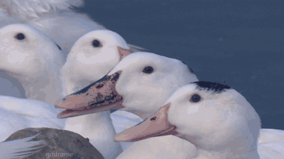 gif7_zps4596baed.gif